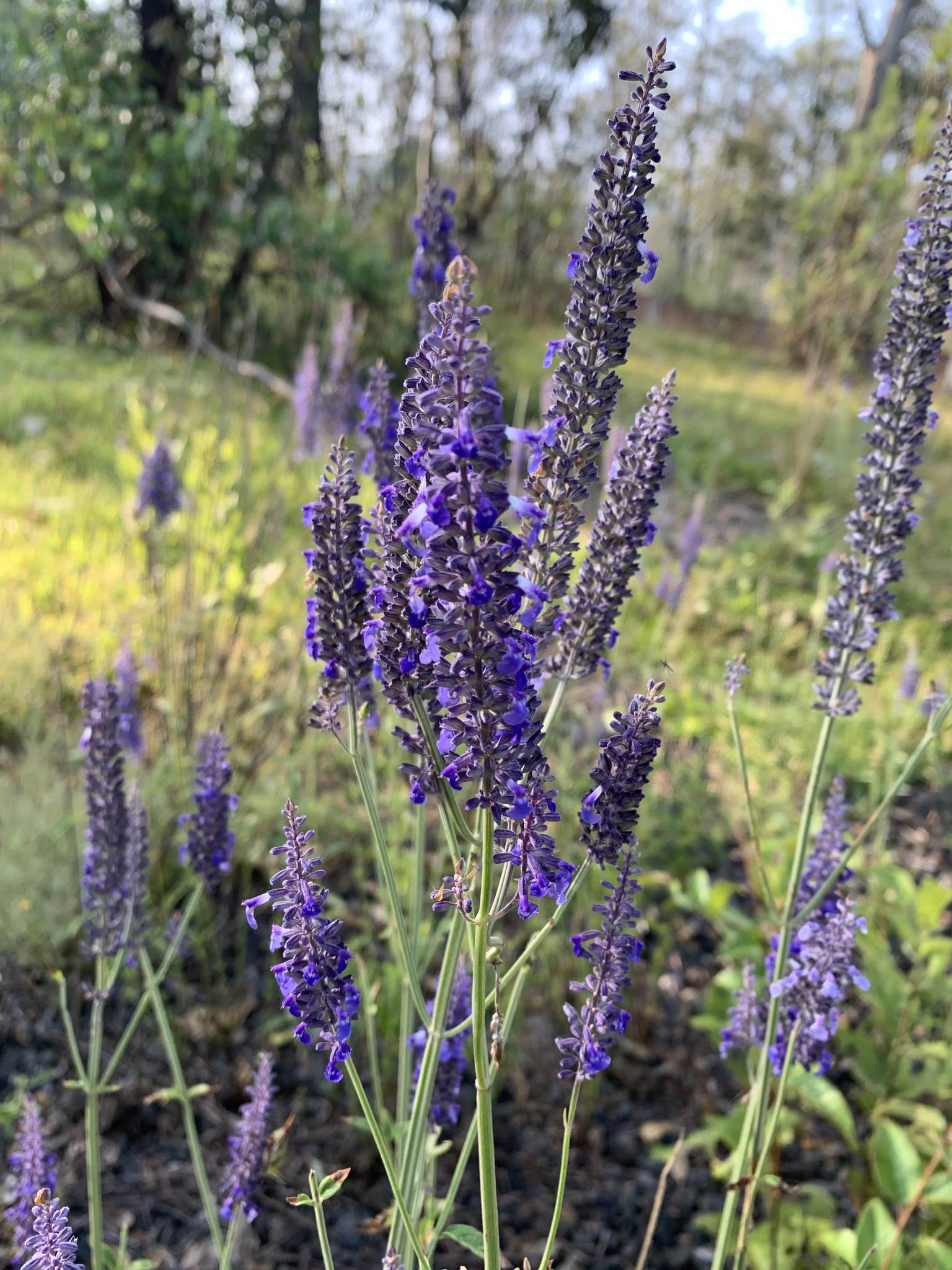Salvia lavanduloides